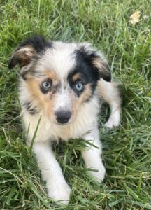 This is Oakley, Fionn's dog, a mini Australian shepherd. Oakley has increased Fionn's social interactions as well as reducing her lonesome working at home. Fionn shares if Canine Connections was an option for her when she was in school, she would have considered short-term fostering.